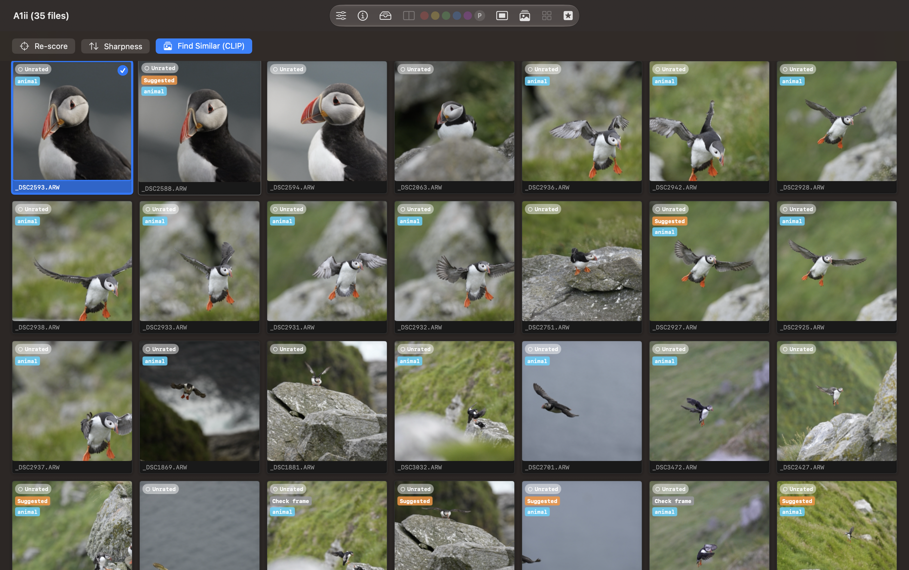 Grid view ordered by visual similarity to a selected puffin portrait