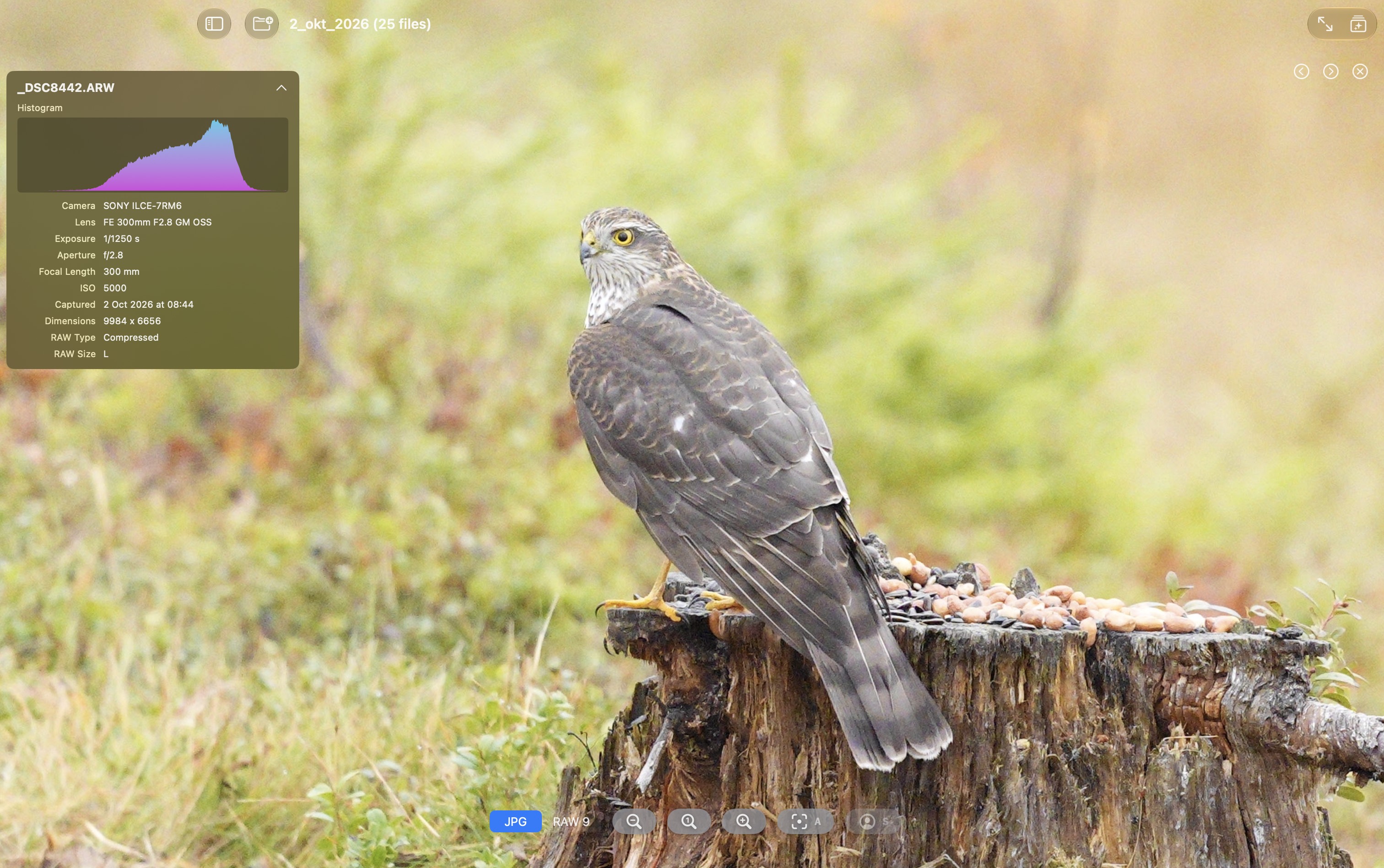 JPEG preview of a bird photograph in RawCullBrowse with a histogram and camera metadata