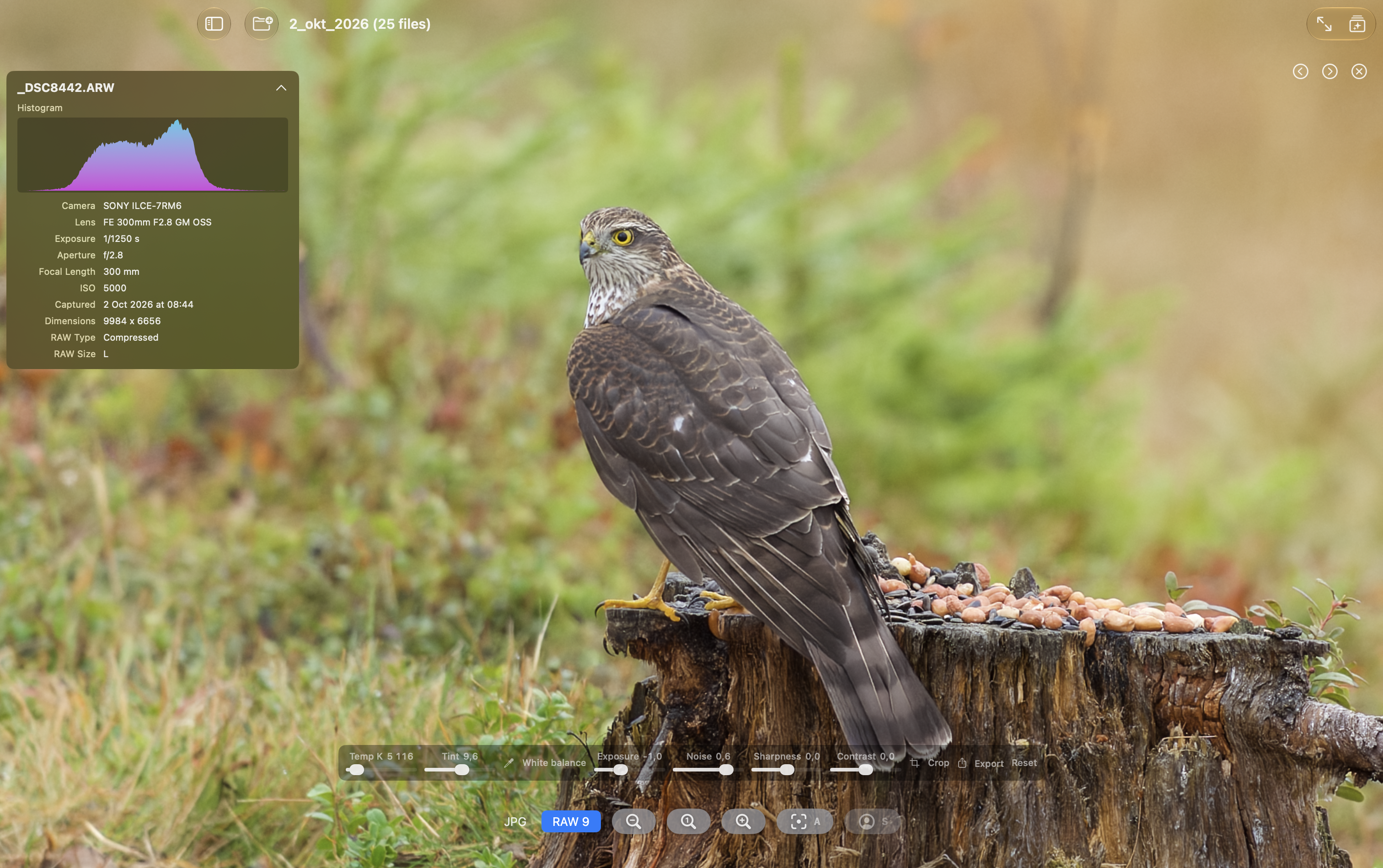 RAW 9 rendering of the same bird photograph with white balance, exposure, noise, sharpness, contrast, crop, and export controls